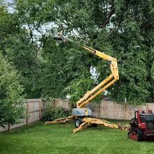 Best Lawn Renovation and Restoration  in Damascus, MD