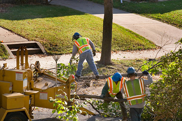 Best Lawn Irrigation Installation and Maintenance  in Damascus, MD